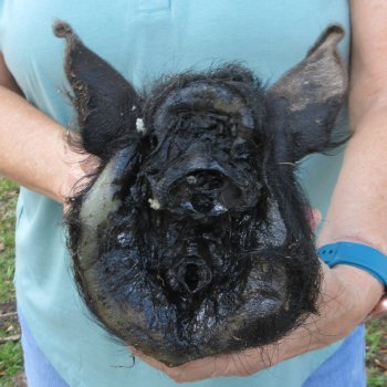 Real Preserved Georgia Wild Boar Hog Head (8-9") - $30