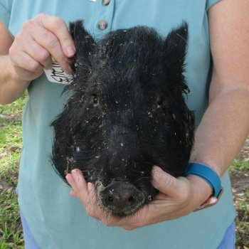 Real Preserved Georgia Wild Boar Hog Head (12-13") - $45