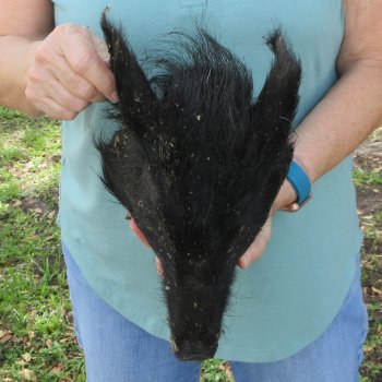 Real Preserved Georgia Wild Boar Hog Head (12-13") - $45