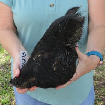 Real Preserved Georgia Wild Boar Hog Head (12-13") - $45