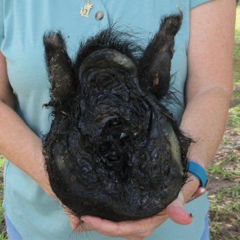 Real Preserved Georgia Wild Boar Hog Head (12-13") - $45