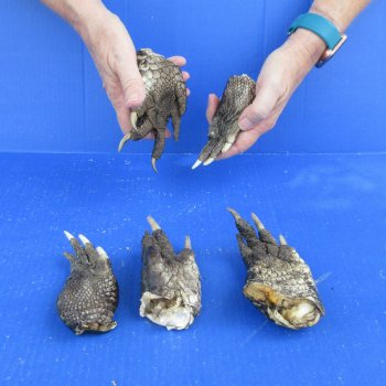 Five piece Alligator Feet 4" to 5"