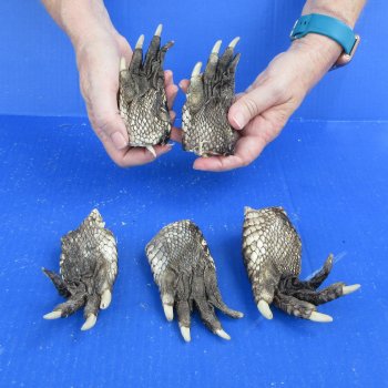 Five piece Alligator Feet 4" to 5"