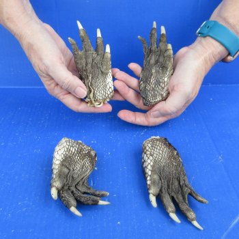 Four piece Alligator Feet 4" to 5"
