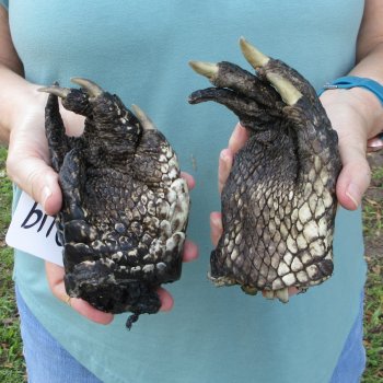 Two piece 5-6 inch Preserved Alligator Foot 