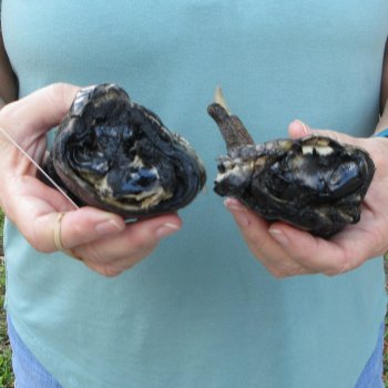 Two piece 5-6 inch Preserved Alligator Foot 