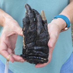 Preserved Alligator...