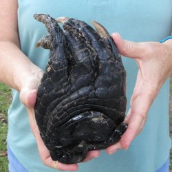 Preserved Alligator...