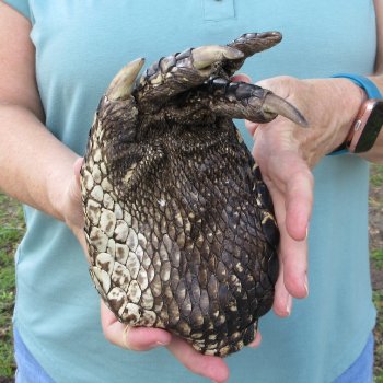 Preserved Alligator Foot 8 inches 