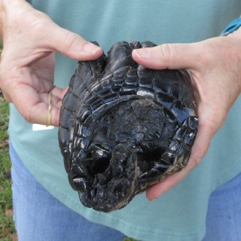Preserved Alligator Foot 8 inches 