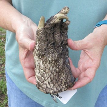 Preserved Alligator Foot 8 inches 