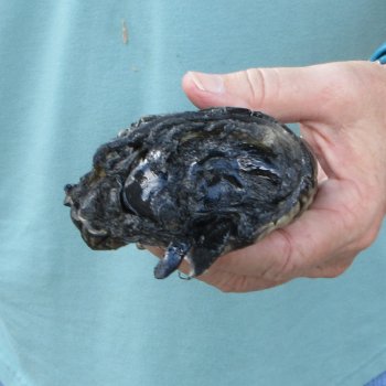 Preserved Alligator Foot 8 inches 