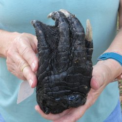 Preserved Alligator...