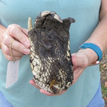 Preserved Alligator Foot 7 inches 