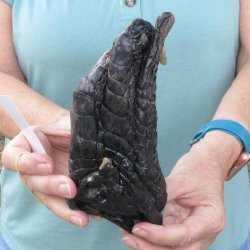 Preserved Alligator...