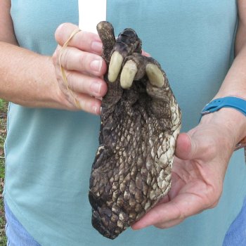 Preserved Alligator Foot 7 inches 