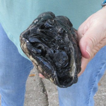Preserved Alligator Foot 7 inches 