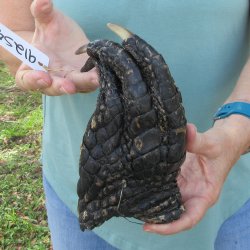 Preserved Alligator...