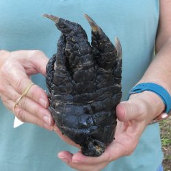 Preserved Alligator...