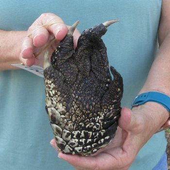 Preserved Alligator Foot 6-1/2 inches 