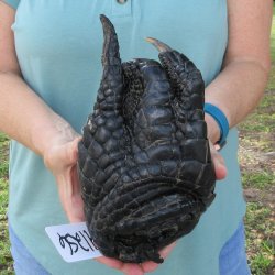 Preserved Alligator...