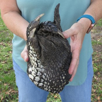 Preserved Alligator Foot 10 inches 