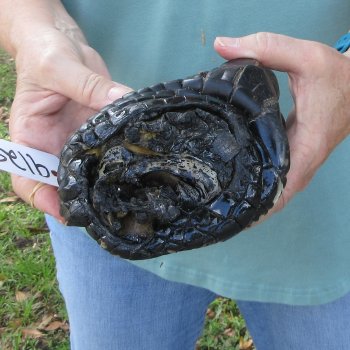 Preserved Alligator Foot 10 inches 