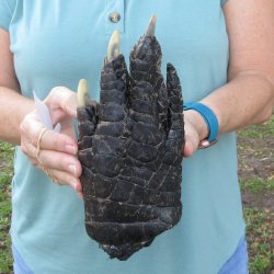 Preserved Alligator...
