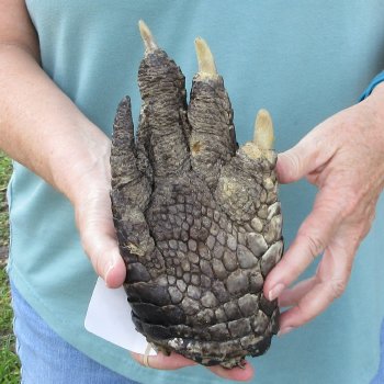 Preserved Alligator Foot 9-1/2 inches 