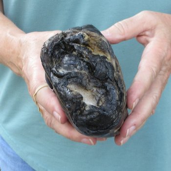 Preserved Alligator Foot 9-1/2 inches 