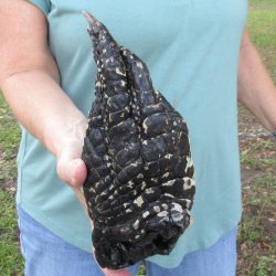 Preserved Alligator...