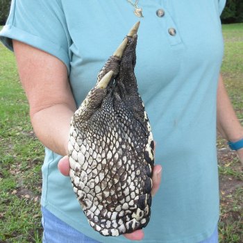 Preserved Alligator Foot 9-1/2 inches 