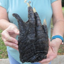Preserved Alligator Foot 10-1/2 inches 