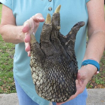 Preserved Alligator Foot 10-1/2 inches 
