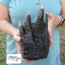 Preserved Alligator...
