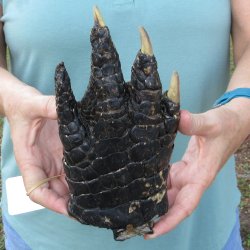 Preserved Alligator...