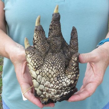 Preserved Alligator Foot 9 inches 
