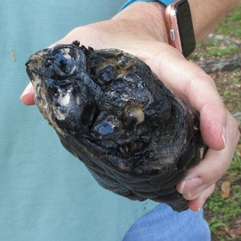 Preserved Alligator Foot 9 inches 