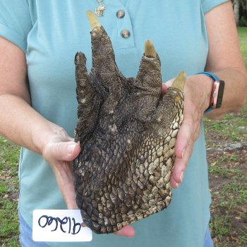 Preserved Alligator Foot 11 inches 