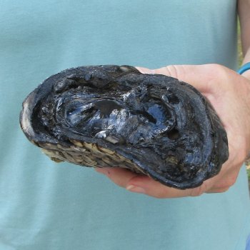 Preserved Alligator Foot 11 inches 