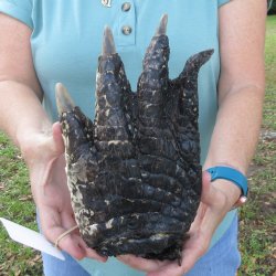 Preserved Alligator...