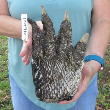 Preserved Alligator Foot 11 inches 