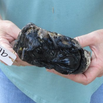 Preserved Alligator Foot 11 inches 