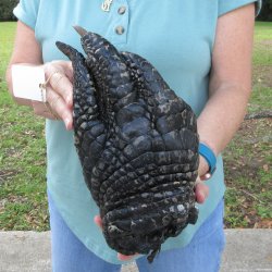 Preserved Alligator...