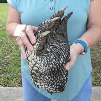 Preserved Alligator Foot 12 inches 