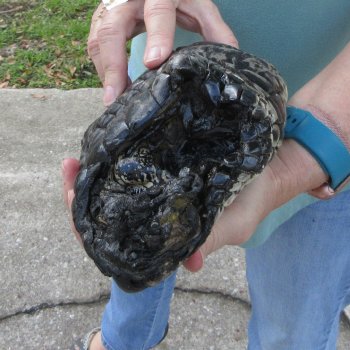 Preserved Alligator Foot 12 inches 