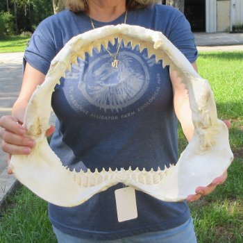 Genuine 16x13 inch Bull shark jaw (Carcharhinus leucas) for sale - $225