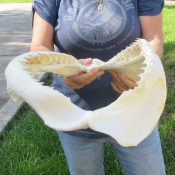 Genuine 16x13 inch Bull shark jaw (Carcharhinus leucas) for sale - $225