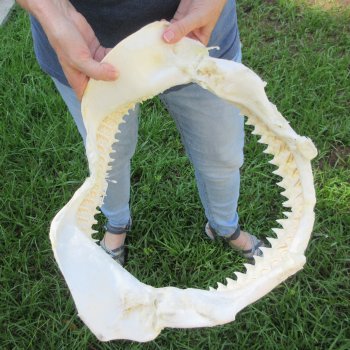 Genuine 16x13 inch Bull shark jaw (Carcharhinus leucas) for sale - $225
