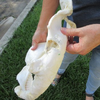 Genuine 16x13 inch Bull shark jaw (Carcharhinus leucas) for sale - $225